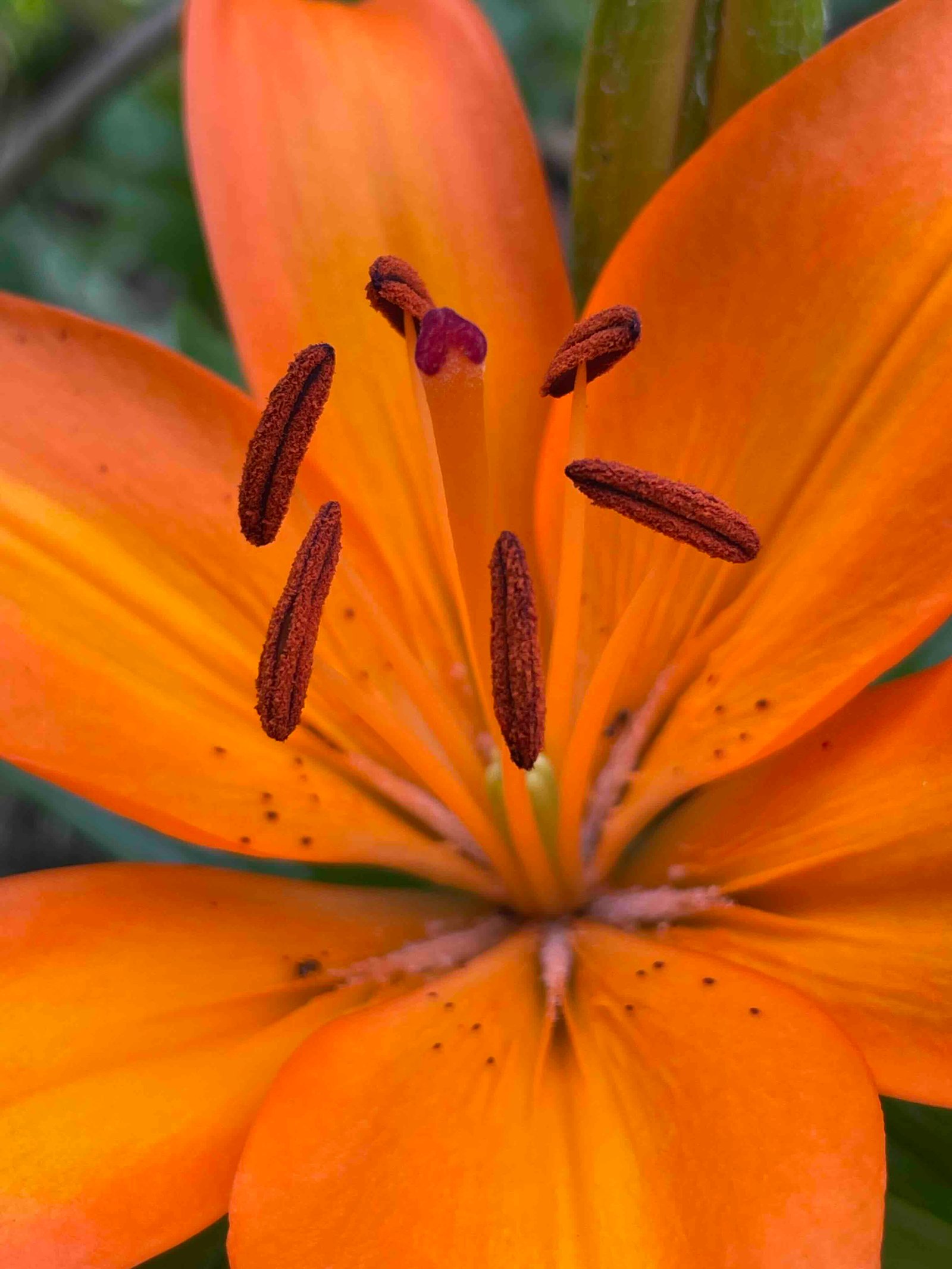 orange-flower