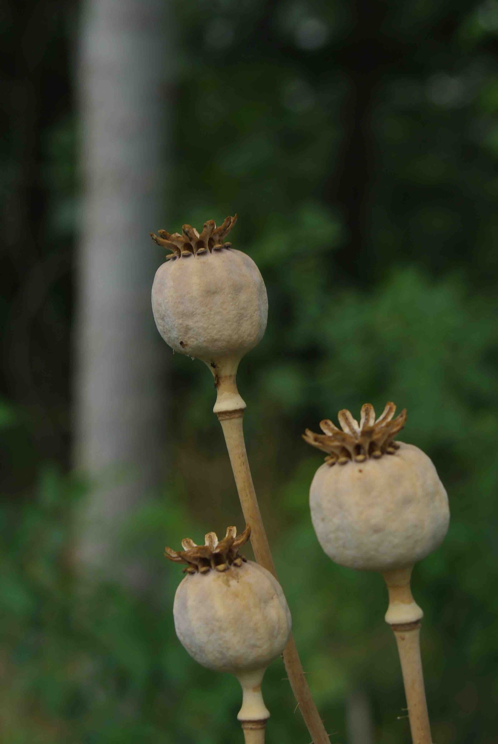 poppy-seeds