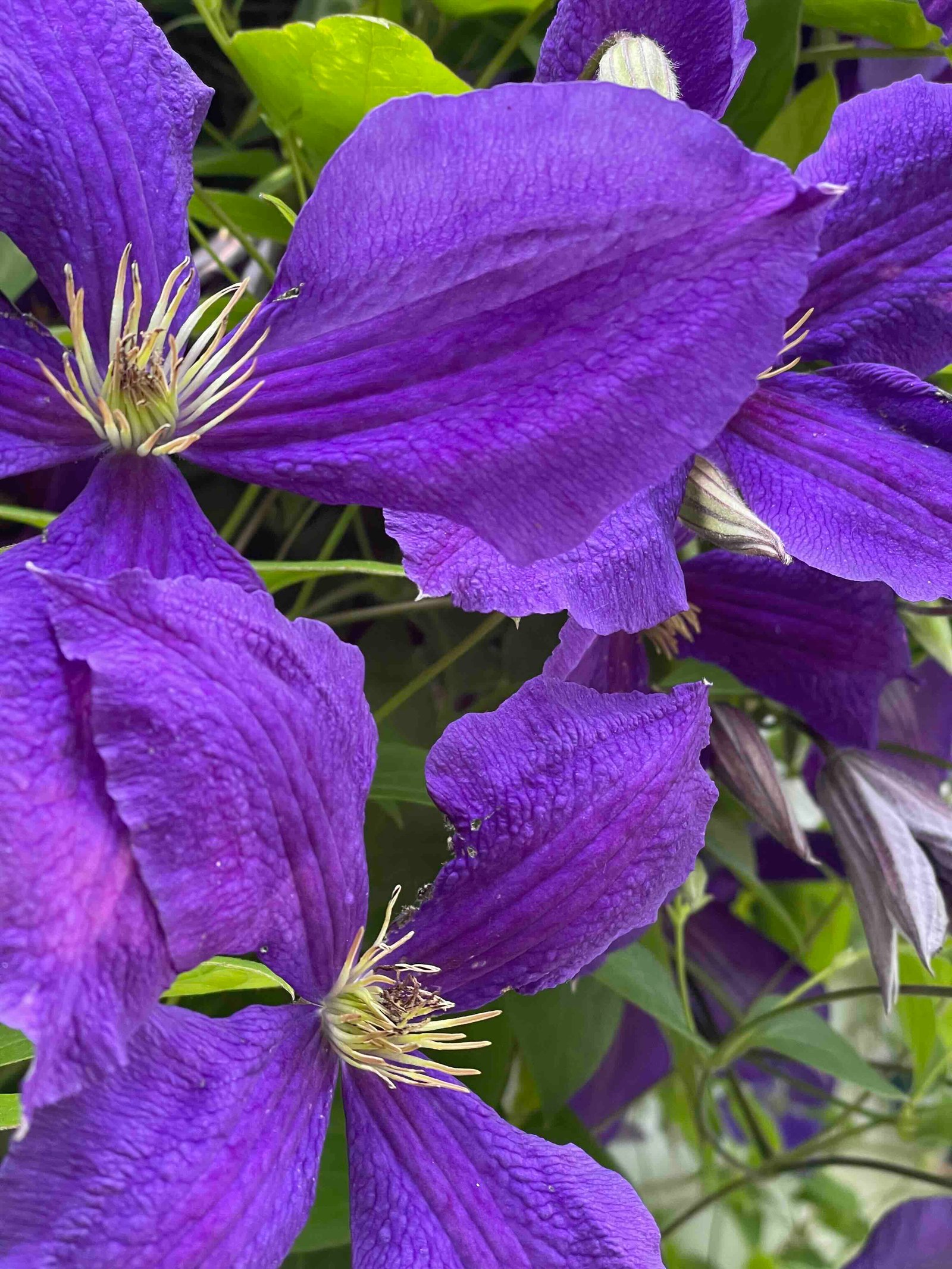 purple-flower
