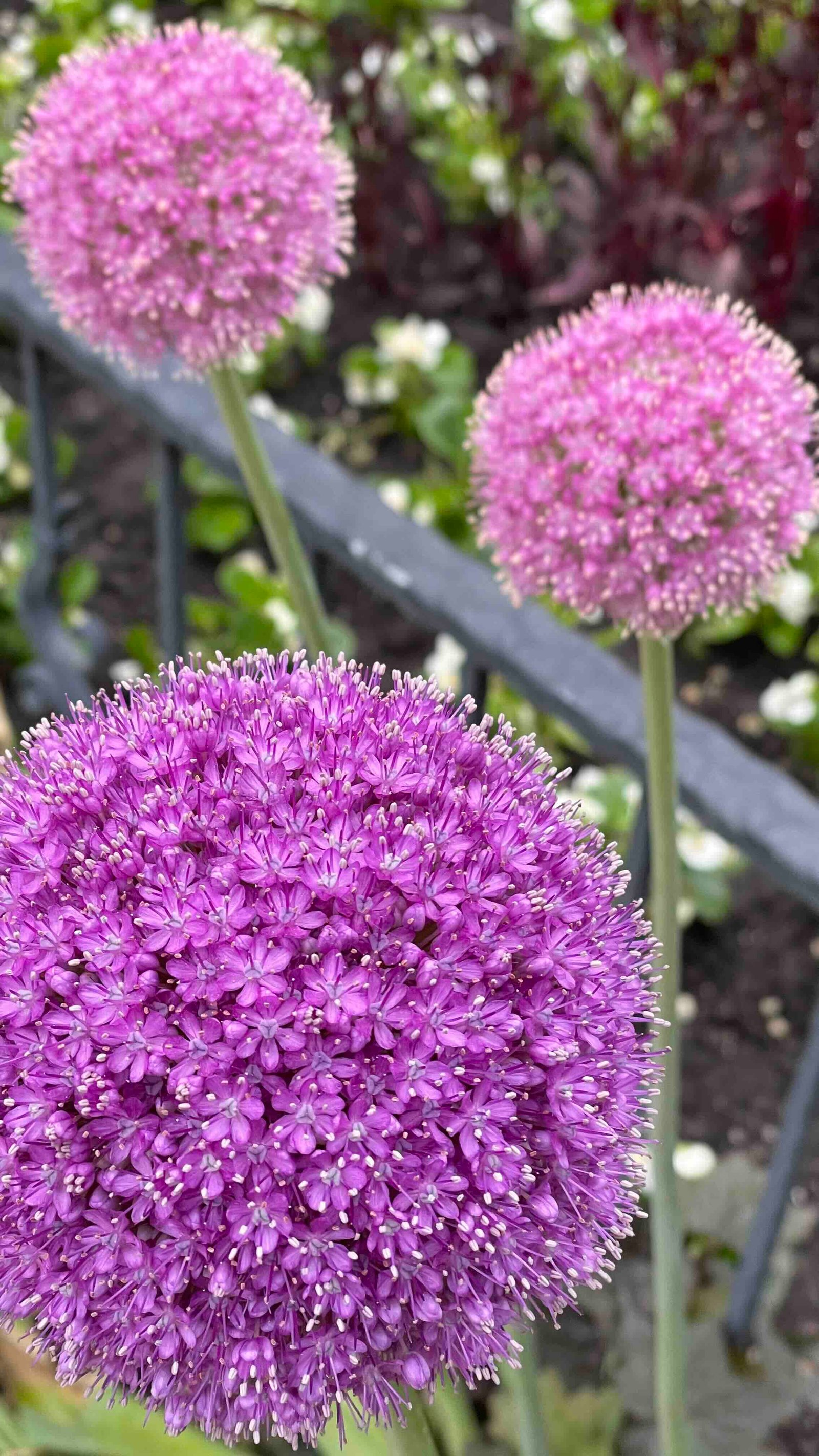 round-flower