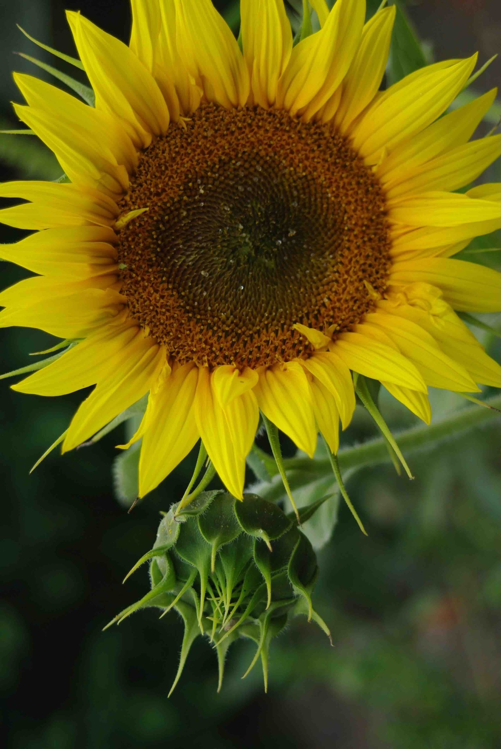 sunflower