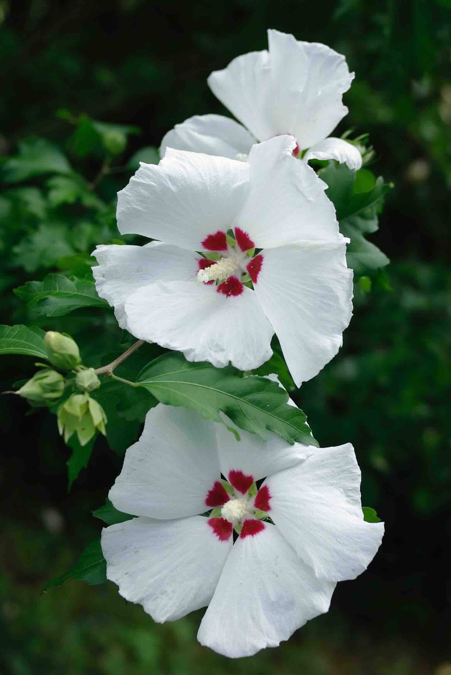 white-flower