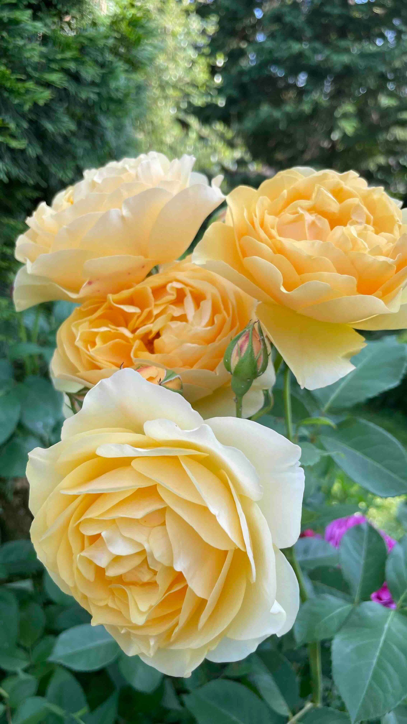 yellow-rose